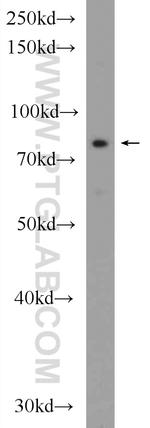 LCA5 Antibody in Western Blot (WB)