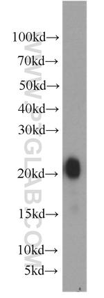 Gastrokine 1 Antibody in Western Blot (WB)