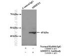 ADHFE1 Antibody in Immunoprecipitation (IP)