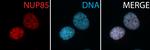 NUP85 Antibody in Immunocytochemistry (ICC/IF)