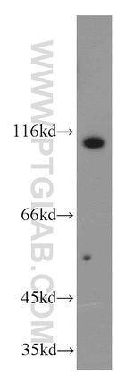USP10 Antibody in Western Blot (WB)