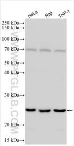 CLEC4E Antibody in Western Blot (WB)