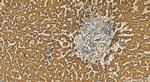 NSMAF Antibody in Immunohistochemistry (Paraffin) (IHC (P))