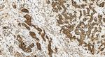 NSMAF Antibody in Immunohistochemistry (Paraffin) (IHC (P))
