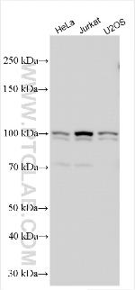 NSMAF Antibody in Western Blot (WB)