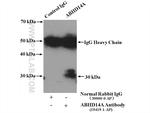 ABHD14A Antibody in Immunoprecipitation (IP)