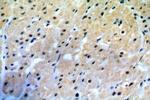 C19orf43 Antibody in Immunohistochemistry (Paraffin) (IHC (P))