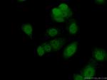 FAM103A1 Antibody in Immunocytochemistry (ICC/IF)