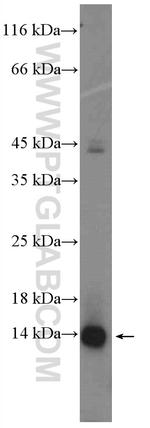 FAM103A1 Antibody in Western Blot (WB)
