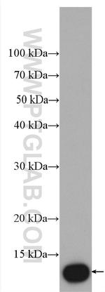 COX16 Antibody in Western Blot (WB)
