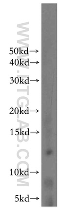 COX16 Antibody in Western Blot (WB)