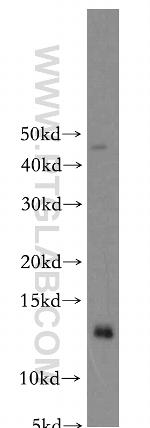 COX16 Antibody in Western Blot (WB)