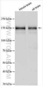 SEZ6L2 Antibody in Western Blot (WB)