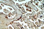 CCDC94 Antibody in Immunohistochemistry (Paraffin) (IHC (P))