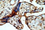 CCDC94 Antibody in Immunohistochemistry (Paraffin) (IHC (P))