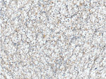 ALDH3B1 Antibody in Immunohistochemistry (Paraffin) (IHC (P))
