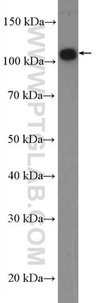 ANO7 Antibody in Western Blot (WB)