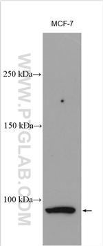 VLDLR Antibody in Western Blot (WB)