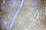 Aldehyde oxidase Antibody in Immunohistochemistry (Paraffin) (IHC (P))