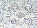 CEACAM3 Antibody in Immunohistochemistry (Paraffin) (IHC (P))