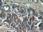 CEACAM3 Antibody in Immunohistochemistry (Paraffin) (IHC (P))