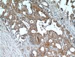 CEACAM3 Antibody in Immunohistochemistry (Paraffin) (IHC (P))