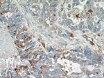 MRP5 Antibody in Immunohistochemistry (Paraffin) (IHC (P))