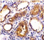 Angiotensin Converting Enzyme 2 (ACE2) Antibody in Immunohistochemistry (Paraffin) (IHC (P))