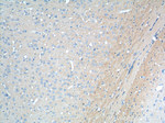 ATP9A Antibody in Immunohistochemistry (Paraffin) (IHC (P))
