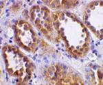 Angiotensin Converting Enzyme 2 (ACE2) Antibody in Immunohistochemistry (Paraffin) (IHC (P))