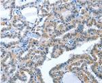 Angiotensin Converting Enzyme 2 (ACE2) Antibody in Immunohistochemistry (Paraffin) (IHC (P))