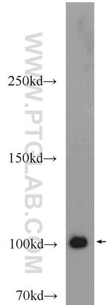PACS2 Antibody in Western Blot (WB)