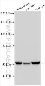 PTPN20B Antibody in Western Blot (WB)