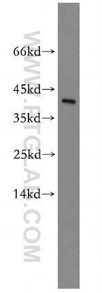 TOR2A Antibody in Western Blot (WB)