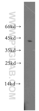 TOR2A Antibody in Western Blot (WB)