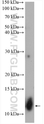 MRAP Antibody in Western Blot (WB)