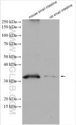 MOGAT2 Antibody in Western Blot (WB)