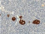 PRSS27 Antibody in Immunohistochemistry (Paraffin) (IHC (P))
