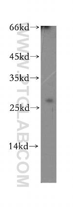 PRSS27 Antibody in Western Blot (WB)
