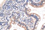 FAAH2 Antibody in Immunohistochemistry (Paraffin) (IHC (P))