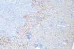 FAAH2 Antibody in Immunohistochemistry (Paraffin) (IHC (P))