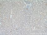 AFMID Antibody in Immunohistochemistry (Paraffin) (IHC (P))