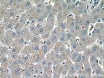AFMID Antibody in Immunohistochemistry (Paraffin) (IHC (P))