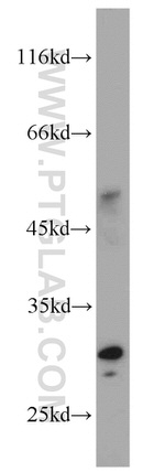 AFMID Antibody in Western Blot (WB)