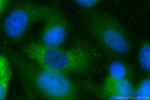 MSMP Antibody in Immunocytochemistry (ICC/IF)