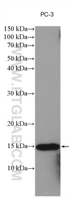MSMP Antibody in Western Blot (WB)