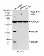 MSMP Antibody in Western Blot (WB)