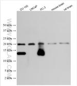 MSMP Antibody in Western Blot (WB)