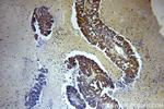 SPIN1 Antibody in Immunohistochemistry (Paraffin) (IHC (P))