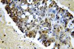 SPIN1 Antibody in Immunohistochemistry (Paraffin) (IHC (P))